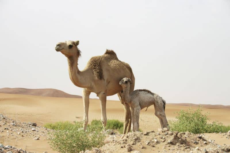 A mother camel with her offspring
